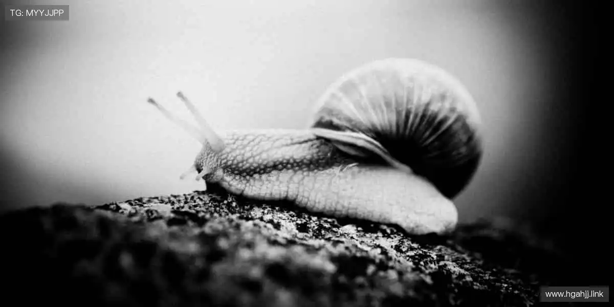 赛事门票快速预订,亲临现场感受震撼🎟️